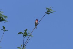 Carpodacus erythrinus