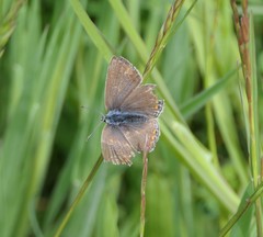 Polyommatus icarus