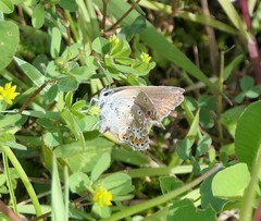Polyommatus icarus