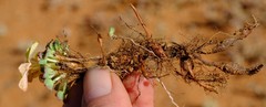 Oxalis foveolata