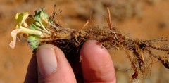 Oxalis foveolata