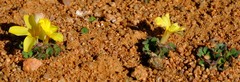 Oxalis foveolata