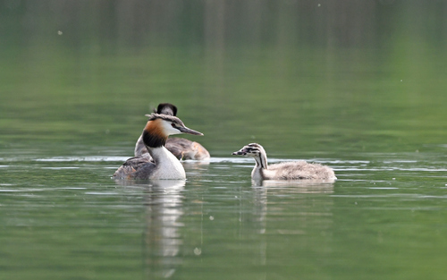 Somormujo lavanco (Podiceps cristatus)