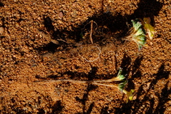 Oxalis foveolata