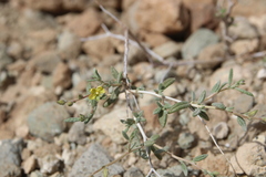 Helianthemum lippii