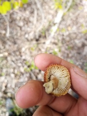 Heliocybe