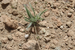 Plantago amplexicaulis