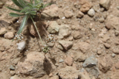 Plantago amplexicaulis