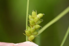 Carex conoidea