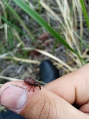 Hylobius transversovittatus