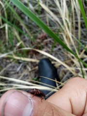 Hylobius transversovittatus