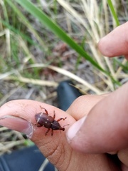 Hylobius transversovittatus