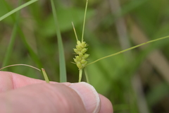 Carex conoidea