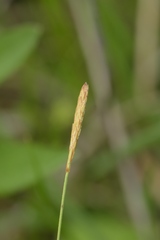 Carex conoidea