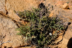 Pelargonium dasyphyllum