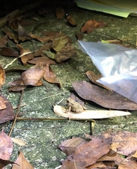 Duttaphrynus melanostictus