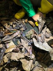 Duttaphrynus melanostictus