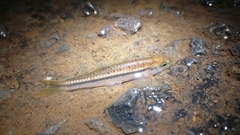 Rasbora daniconius