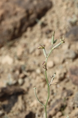 Matthiola longipetala livida
