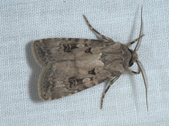 Agrotis interjectionis
