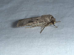 Agrotis interjectionis
