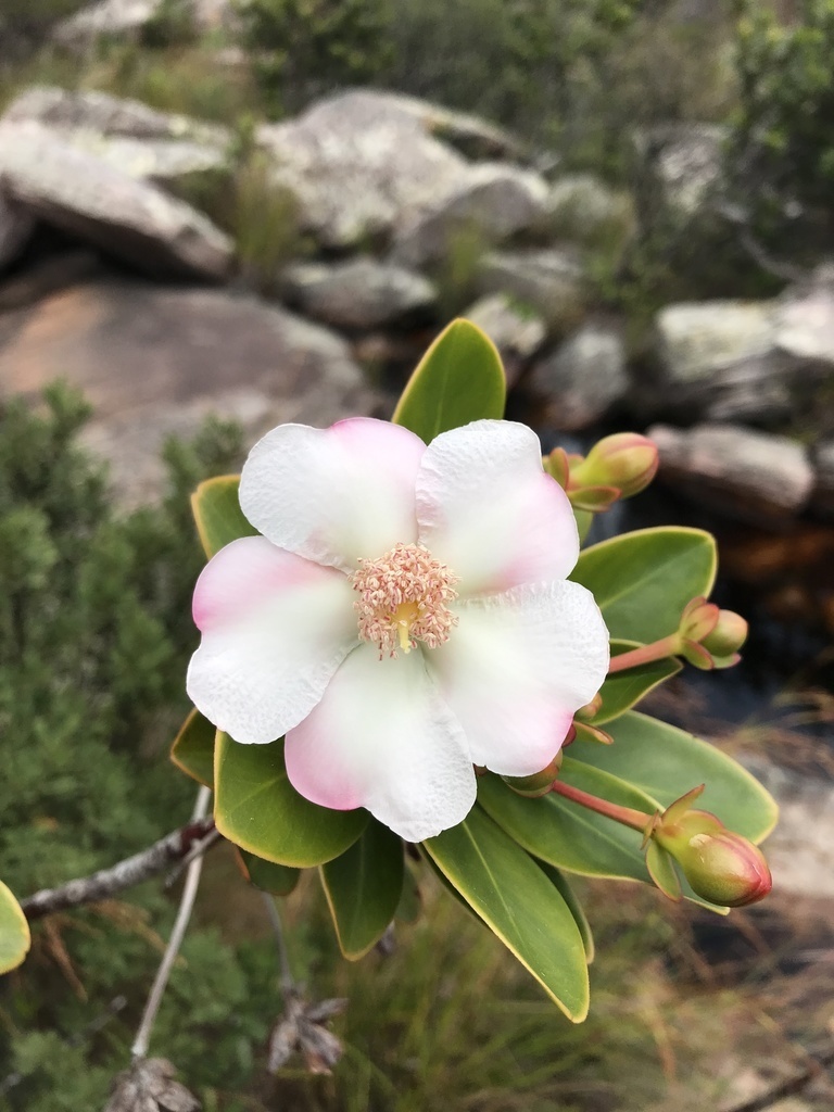 bonnetia flowers