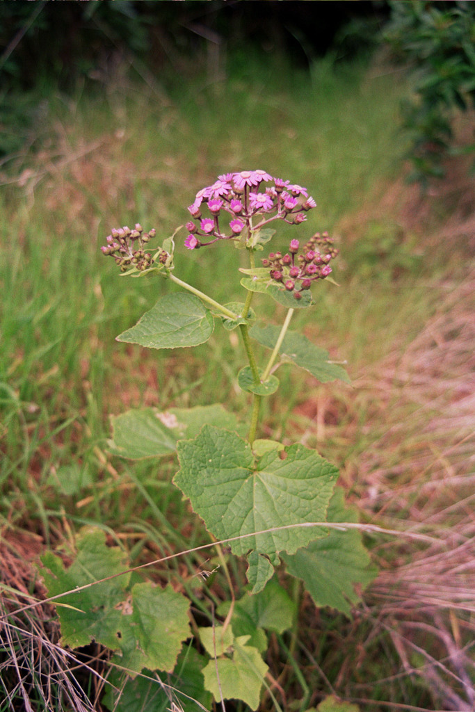 Pericallis steetzii
