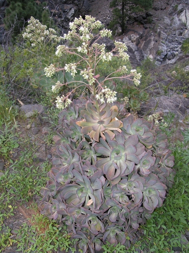 Aeonium davidbramwellii