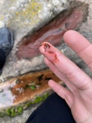 Haematococcus lacustris