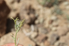 Matthiola longipetala livida