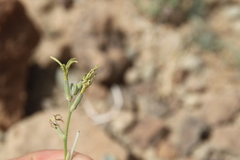 Matthiola longipetala livida