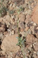 Matthiola longipetala livida