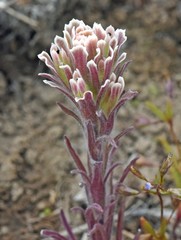 Castilleja pilosa pilosa