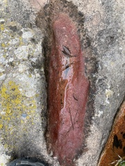 Haematococcus lacustris