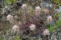 Castilleja pilosa pilosa