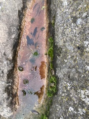 Haematococcus lacustris