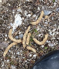 Tetrao urogallus