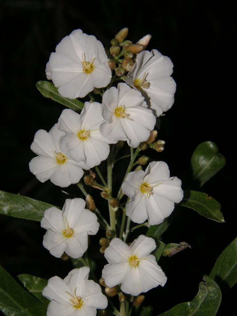 Canary tree bindweed (Convolvulus floridus) - Botanical Realm