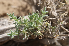 Agathophora alopecuroides