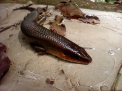 Eutropis multifasciata