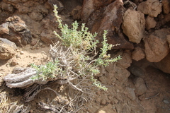 Agathophora alopecuroides