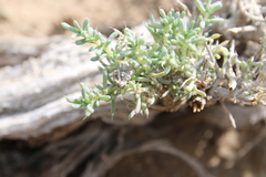 Agathophora alopecuroides