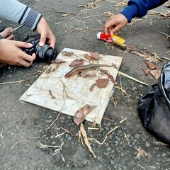 Eutropis multifasciata