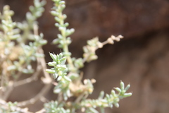 Agathophora alopecuroides