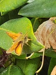 Ochlodes sylvanus