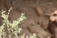 Agathophora alopecuroides