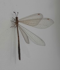 Austroleon immitis