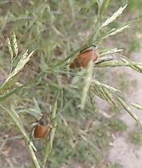 Chaetopteroplia segetum