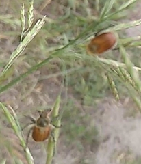 Chaetopteroplia segetum