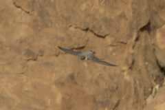 Ptyonoprogne rupestris